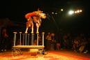 le chant du dindon 042 * 4368 x 2912 * (6.6MB)